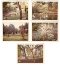 Collection of Friar Park Snapshots 1973